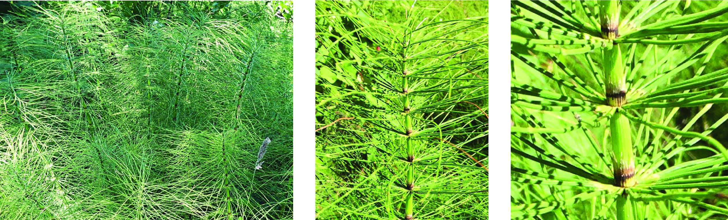 A cluster of the modern scouring rush, Equisetum in Oregon. These examples are several feet tall.